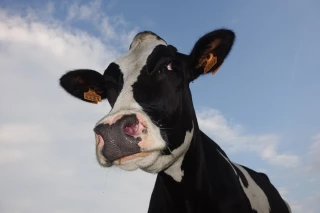 Le pôle lait saura vous charmer