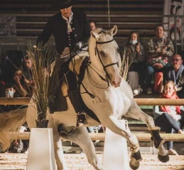 Un concours d’équitation de travail ouvert aux visiteurs