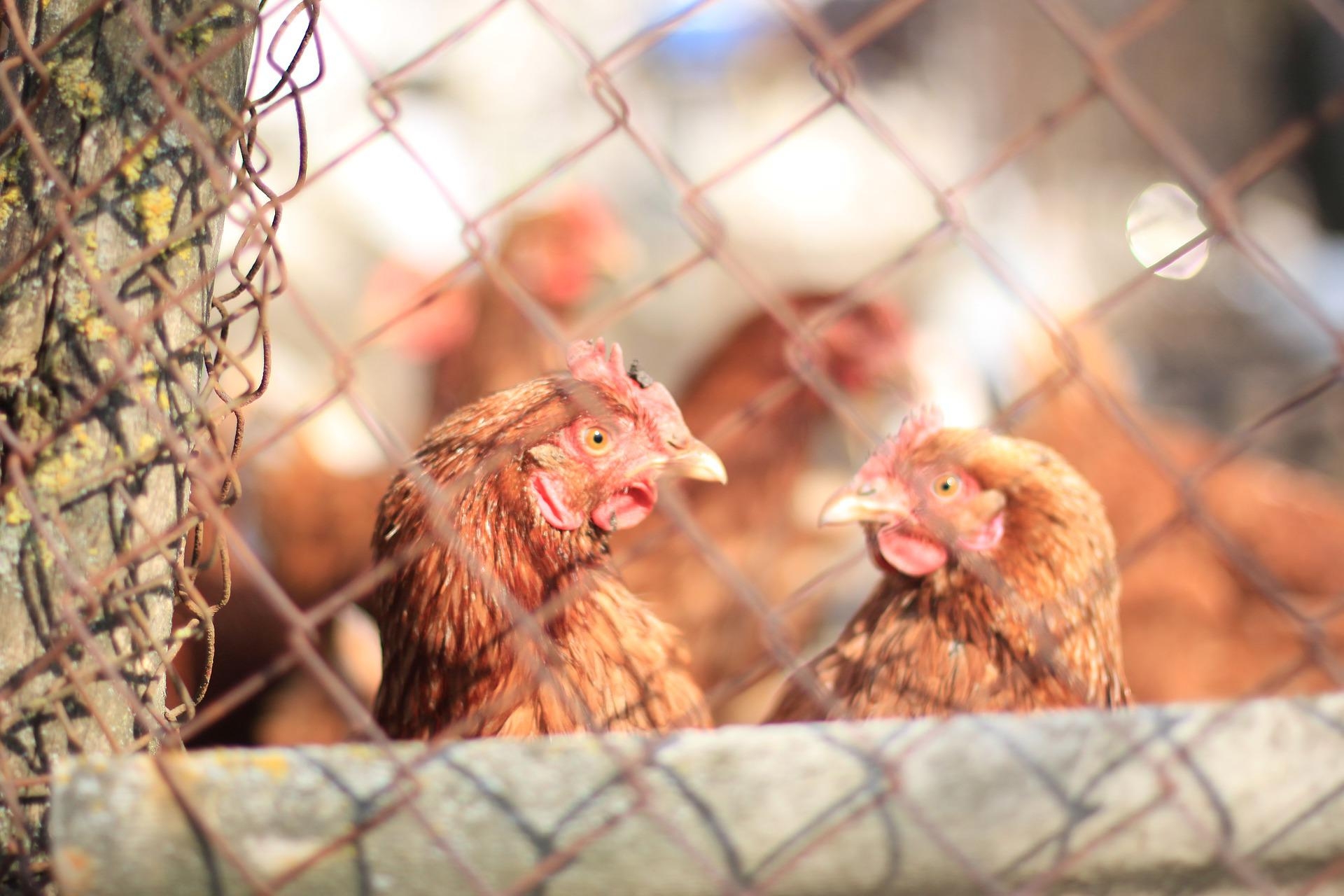 Grippe aviaire : quelles mesures encore en vigueur dans la Loire ?