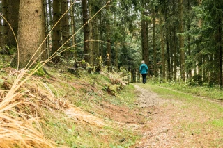 Fransylva : au cœur de la protection des forêts