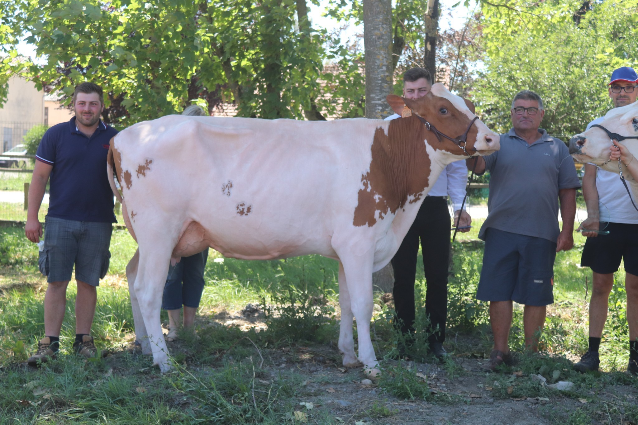 Pouxie (Army Apple x Apoll P), appartenant au Gaec de l’Ozon Elevage Defours à Sury-le-Comtal, a été sacrée championne. 