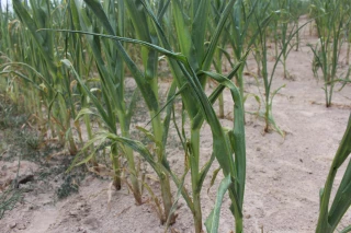 La préfète renforce son arrêté face à la sécheresse