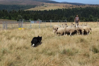 Une journée du mouton pour faire découvrir la filière et ses débouchés