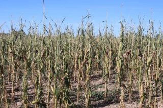 Aléas climatiques : « Rendre la couverture assurantielle attractive »
