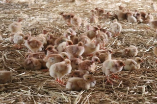 « Les agriculteurs n’en peuvent plus »