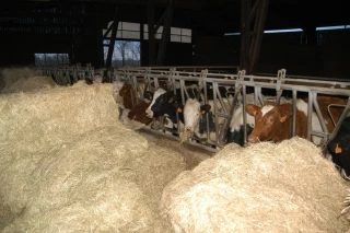 Optimisation des fourrages : des petits gestes quotidiens anti-gaspi