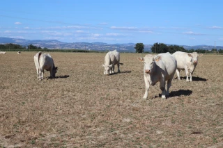 Pré-reconnaissance de l’état de calamité agricole : quelles démarches ?