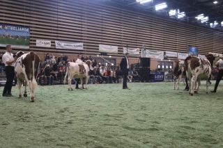 Le Show open génisses de tous les records