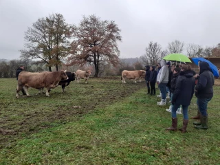 Les effectifs de la race Aubrac en constante évolution depuis 2012