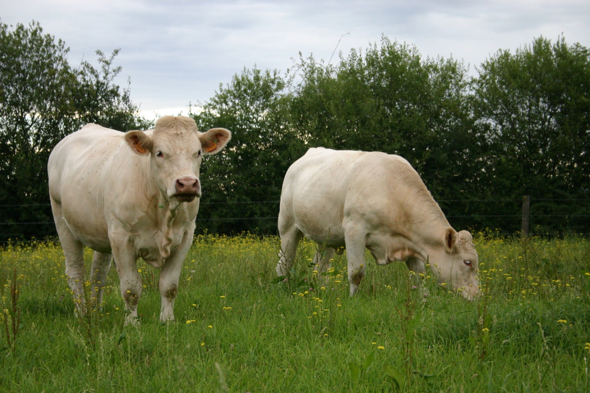 Aide bovine : quels changements et à quelle date faire la déclaration ?