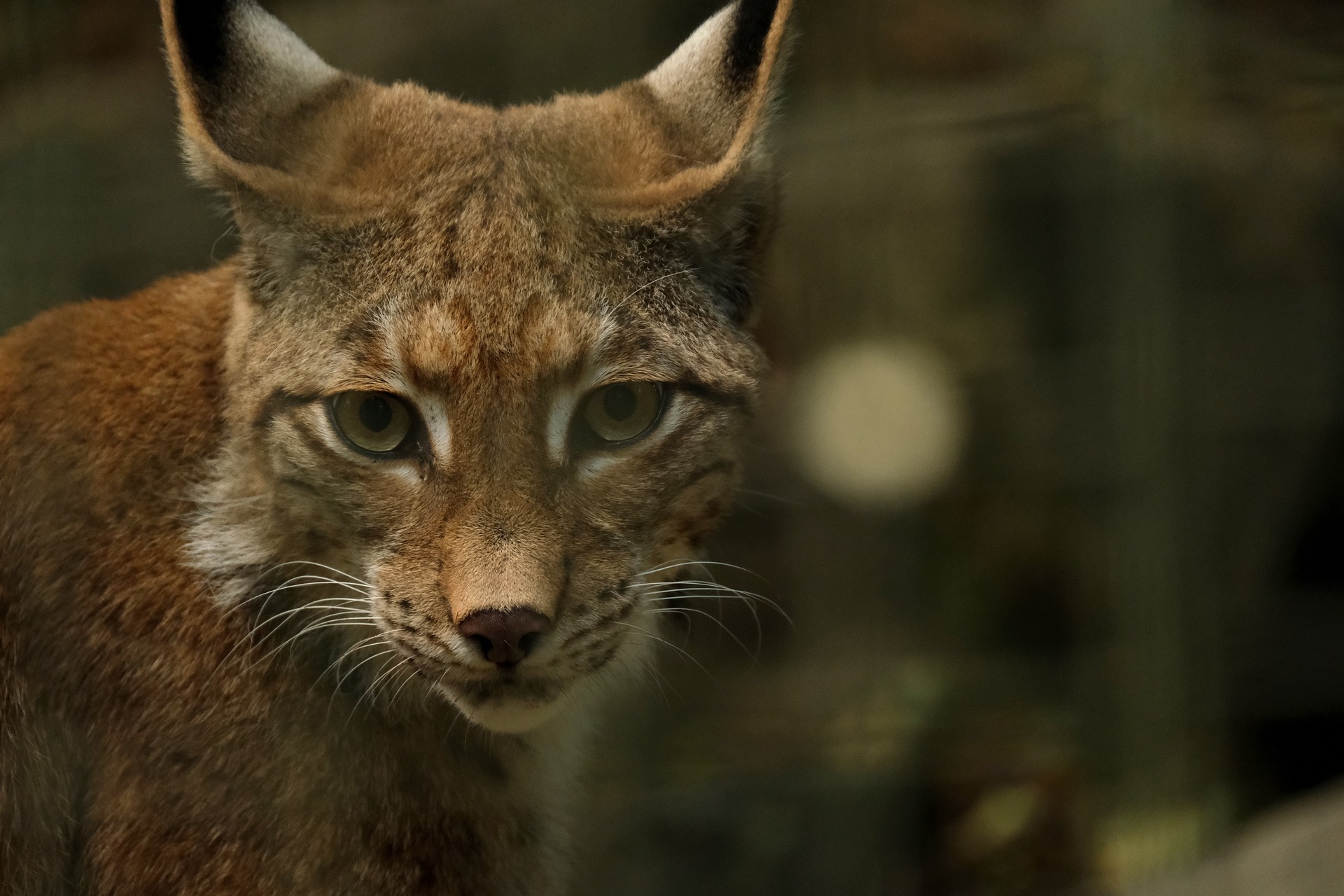 Le passage du lynx a été confirmé dans la Loire