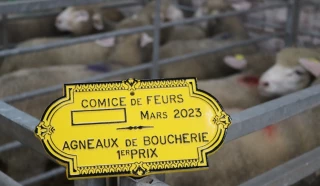 Palmarès du concours d'agneaux de boucherie