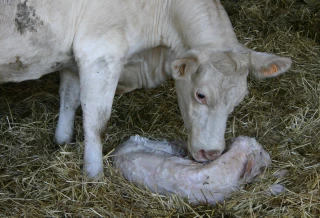 Le revenu dépend de la prévention sur les jeunes ruminants