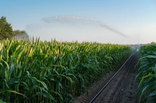 Irrigation des céréales 2023 : quel bilan fin mars ?