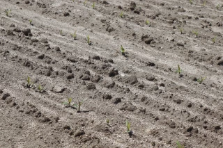 La procédure de demande d’autorisation en ligne