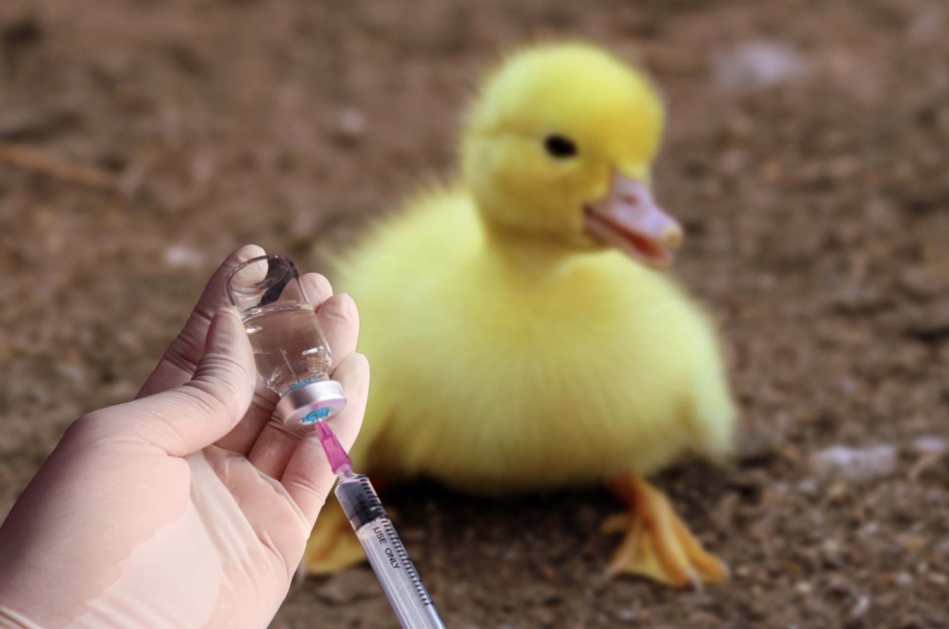 Grippe aviaire : multiples évolutions
