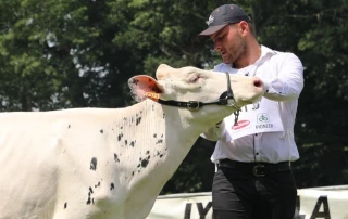 Présentation de vaches en concours, mode d’emploi