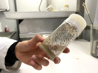 Des avancées pour ralentir la Drosophilia suzukii