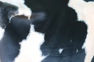Concours départemental prim'holstein