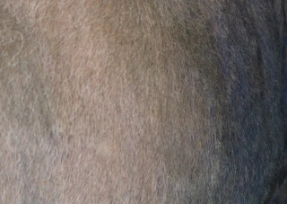 Concours départemental aubrac