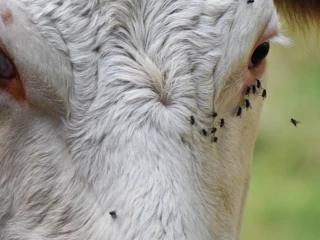 Détection de premiers foyers de MHE en élevages bovins