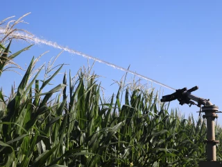 Une campagne d’irrigation disparate
