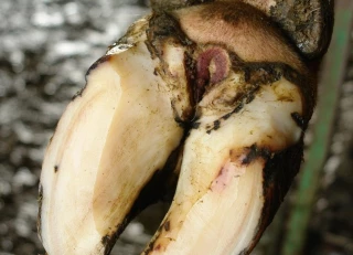 Mortellaro : une maladie dévastatrice pour les bovins 