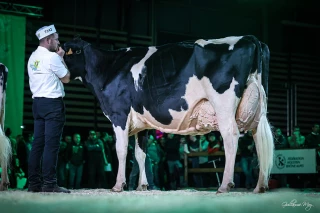 Inscrivez vos vaches avant le 23 février