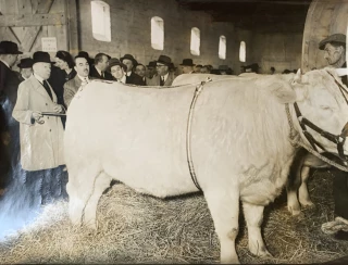 Le comice, « une émulation d’éleveurs »