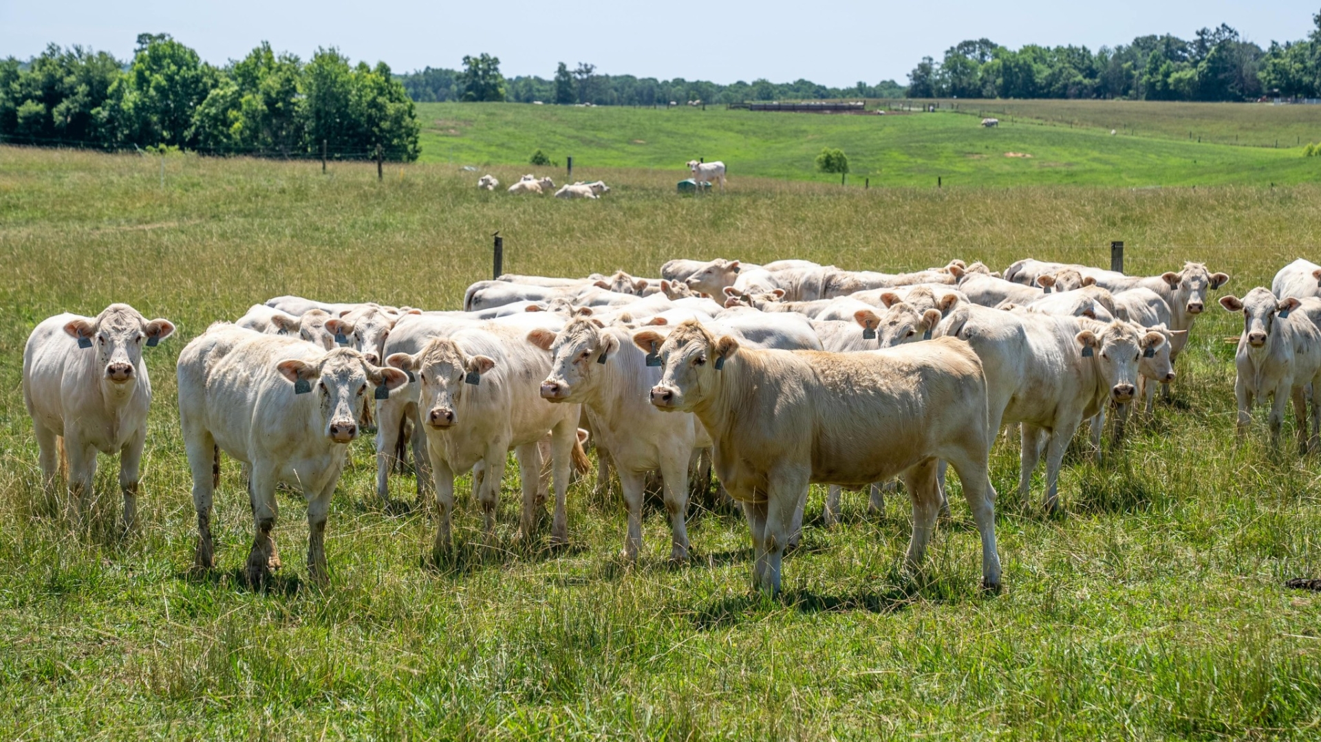 Viande bovine : la restauration grignote toujours des parts de marché aux GMS 