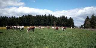 Mise à l'herbe : comment profiter de la précocité ?