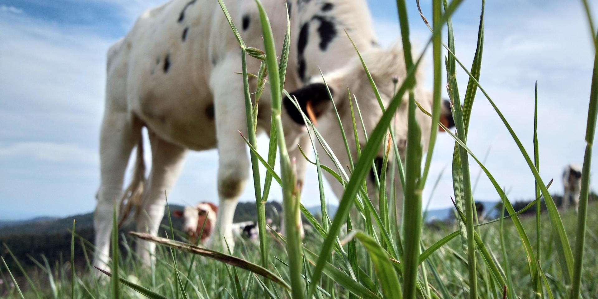 Mise à l'herbe : comment éviter la tétanie d'herbage ?
