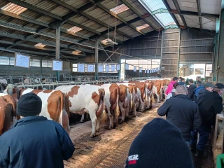 Vers un retour des qualités bouchères ?