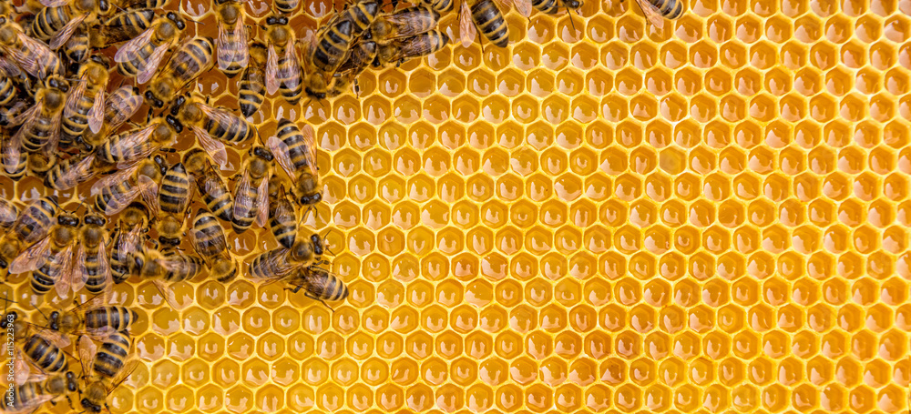 La FDSEA demande le retrait des miels chinois et vietnamiens 