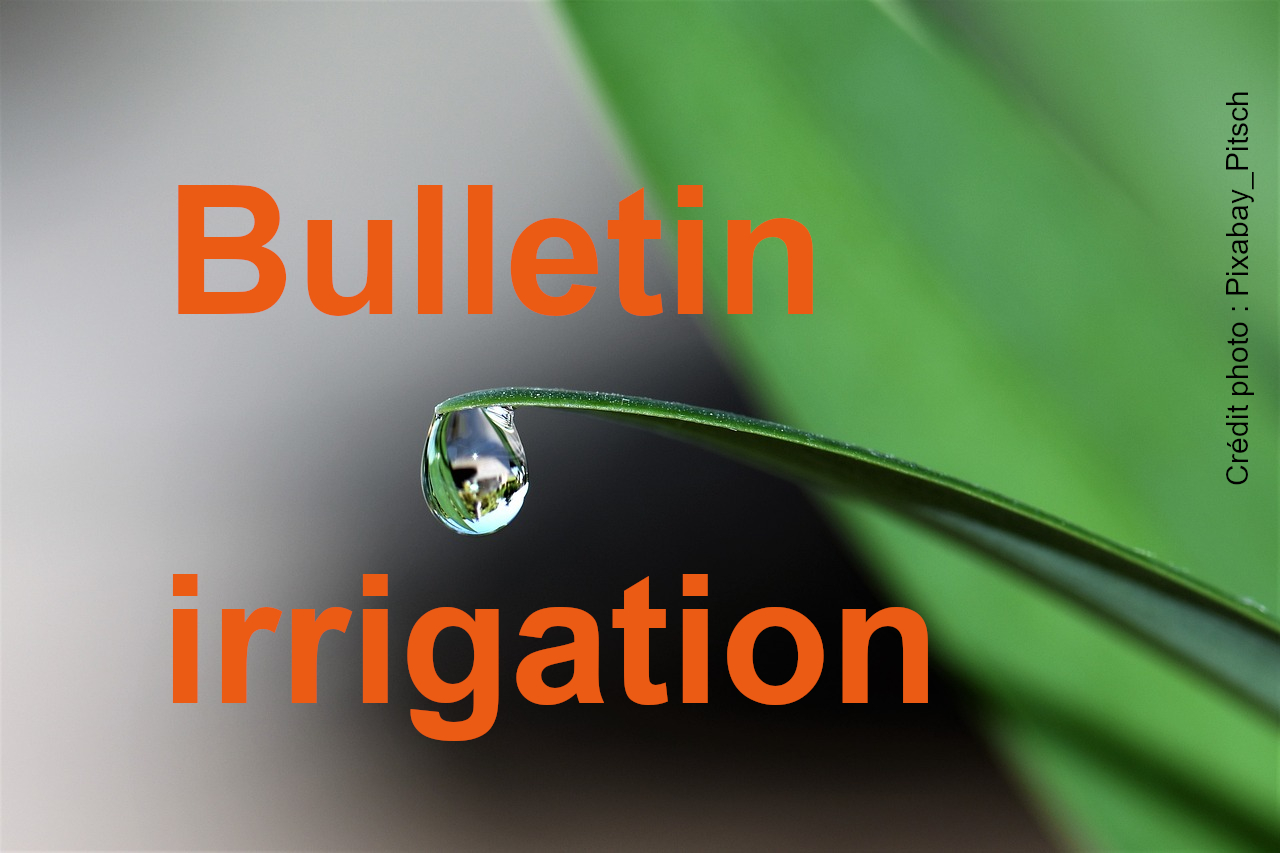 Bulletin technique d’irrigation du 22 avril 