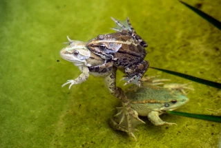 Patrice François, Roannais et pionnier de la grenouille française