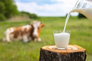 Le lait, cet or blanc aux multiples atouts !
