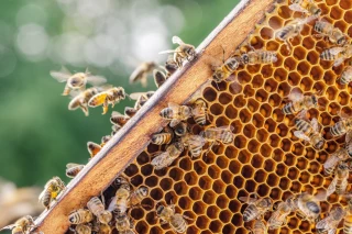 L’encagement estival des reines contre le varroa