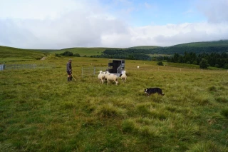 Une Journée du mouton qui a du chien