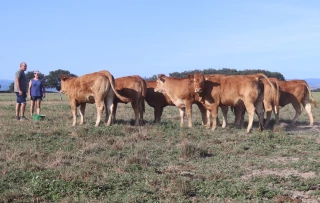 Une conduite du troupeau limousin sans cesse affinée