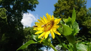 Loire : l'apiculture en crise