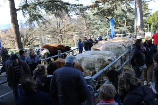 Foire de la Sainte Catherine : quel avenir pour les bovins ?