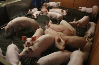 Démystifier la filière porcine, gage de rentabilité