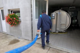 Hausse de la collecte de lait de vache en septembre