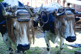 La Ferme à l’ancienne, gardienne de l’agriculture d’antan
