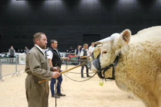 Revivez la Fête du charolais en images
