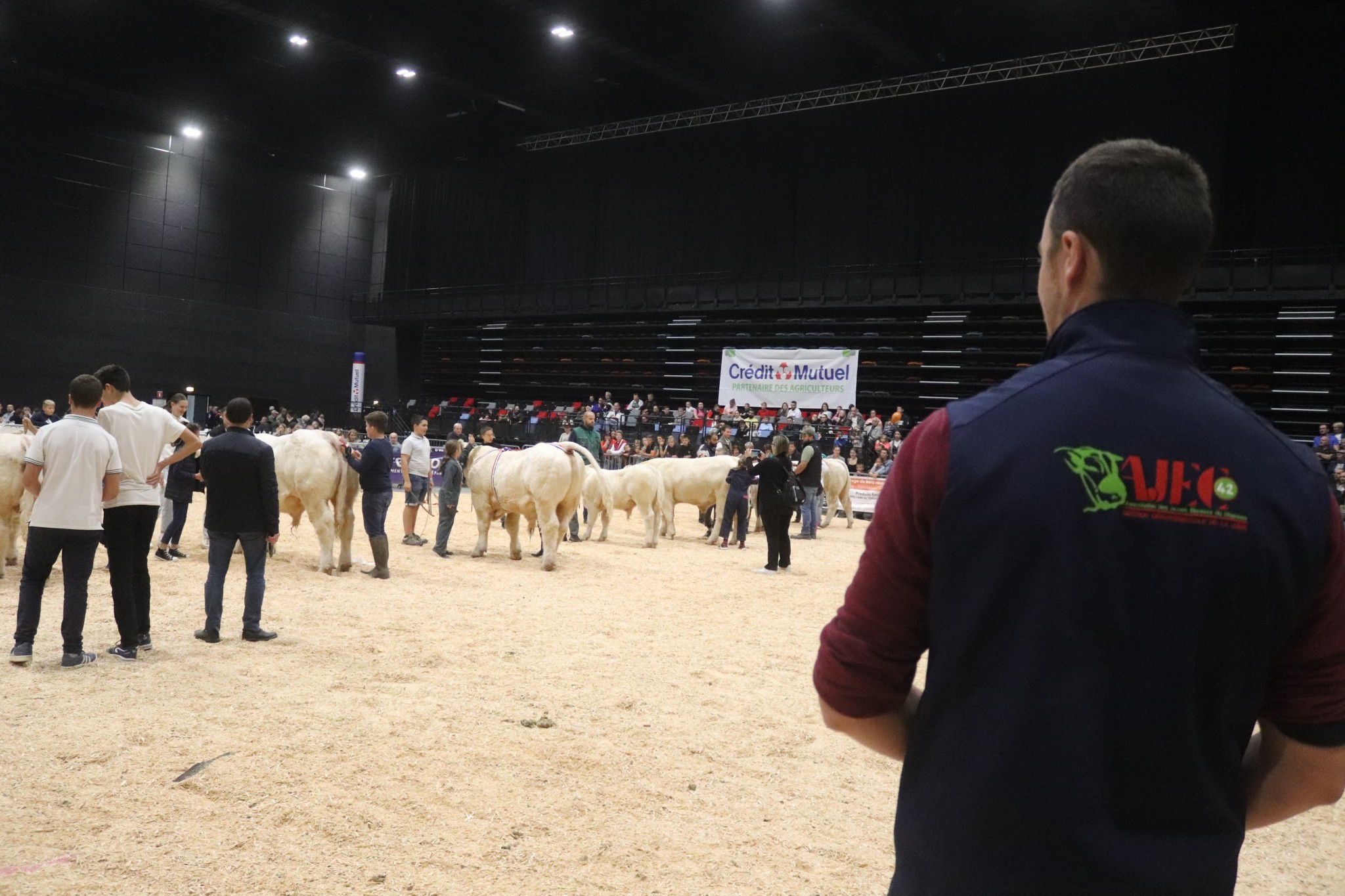 Ajec Loire : pour les jeunes passionnés par le Charolais Articles ...