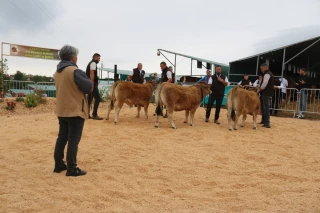 La race Aubrac, une dynamique qui s’affirme dans la Loire