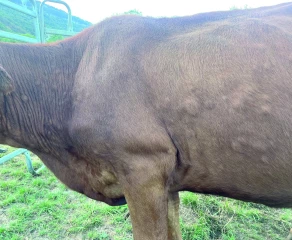 Dermatose nodulaire contagieuse : la cellule de dialogue scientifique maintient l’abattage 