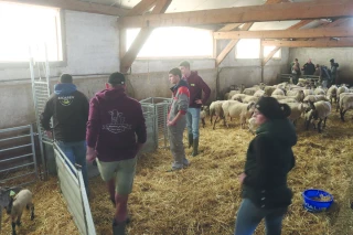 Les lycéens plongent au cœur de la production ovine au lycée de Ressins